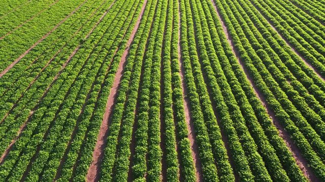 Drone tour of a peanut farm 6