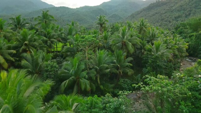 Palm Trees and Rice Field Reveal