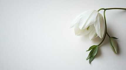   A photo of a white flower on a white background with a green stem