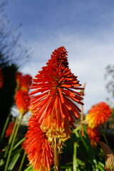 Firepoker Flower in the garden