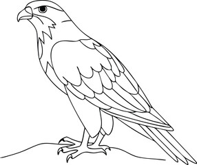 The falcon is sitting isolated on white background. Line art falcon bird