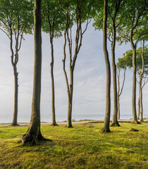 Gespensterwald Nienhagen, Mecklenburg-Vorpommern, Deutschland