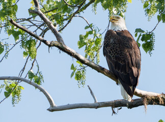 Amazing Bald Eagle perched high in a tree overlooking nest. At a lake in Fishers, Indiana, Summer. 