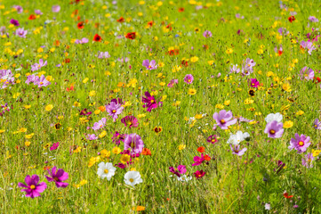 blühende Sommerwiese im Süden von Schweden