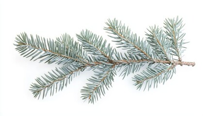 Naklejka premium A branch of a blue spruce tree on a white background