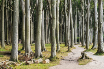 Gespensterwald Nienhagen, Mecklenburg-Vorpommern, Deutschland