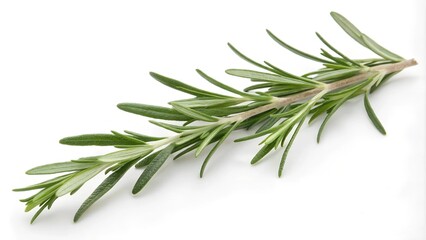 A fresh sprig of rosemary isolated on a white background. The rosemary leaves are long, narrow, and have a dark green color. The stem is slender and woody.