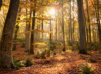 An autumn forest with golden foliage and sunlit paths.