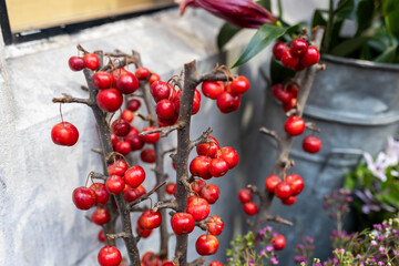 Bouquet of branches with red Chinese apples against a gray wall.