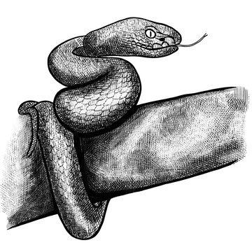 recommend clip art: Snake line drawing hand drawn art, slithering snake sketch. Woodcut style