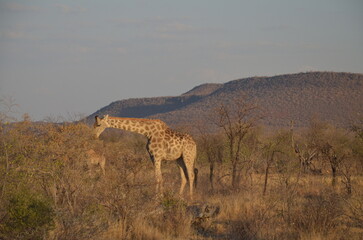 A solitary giraffe stands gracefully in the African savanna, surrounded by sparse, dry trees. Its tall, elegant figure contrasts with the arid environment