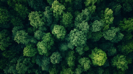 Beautiful forest and trees.