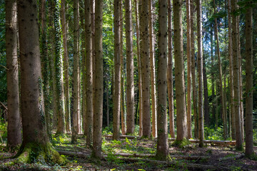 Wanderung durch den Wald am Degersee