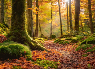 A moss-covered path through an autumn forest.