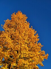 A golden aspen tree on a clear blue sky in autumn