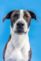 A female pointer crossbreed dog isolated on blue studio background