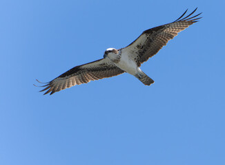 Osprey (Pandion Haliaetus) Circling the sky over the ocean in search of fish. Lost Colony of Roanoke, North Carolina. Summer. 