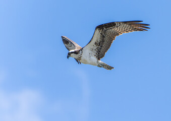 Osprey (Pandion Haliaetus) Circling the sky over the ocean in search of fish. Lost Colony of...