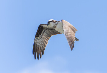 Osprey (Pandion Haliaetus) Circling the sky over the ocean in search of fish. Lost Colony of Roanoke, North Carolina. Summer. 