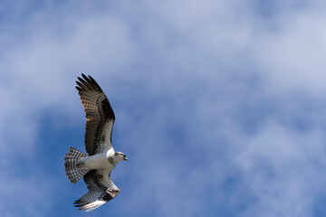 Osprey (Pandion Haliaetus) Circling the sky over the ocean in search of fish. Lost Colony of Roanoke, North Carolina. Summer. 