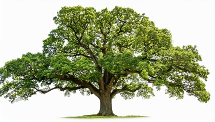 Obraz premium large oak tree with sprawling branches and lush green leaves isolated on a white background