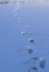 Footprints in the fresh snow