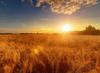 Obraz premium Golden wheat fields ready for harvest under a warm sunset. 