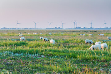 Schafe auf Salzwiesen, Windräder, Westerhever, Schleswig-Holstein, Deutschland