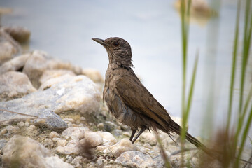 The thrush is a passerine bird of the thrush group, slightly smaller than the wood thrush and the orange-throated thrush. It can be confused with the poca thrush.
