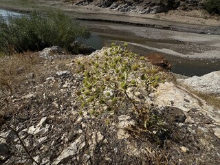 In the wild grows a thistle Eryngium Campestre, known as field eryngo. Close-up. It is a species of Eryngium, which is used medicinally. Field eryngo, bull thistle or Watling Street thistle.
