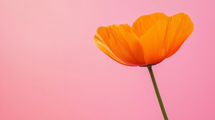 Fototapeta premium A single orange flower on a pink background