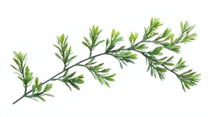 Fototapeta premium A branch of a plant with green leaves on a white background