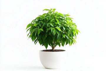 Beautiful Green Potted Plant Isolated on a Clean White Background