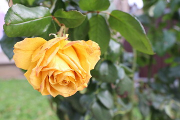 A Beautiful Yellow Rose is Blooming Gracefully in the Garden, Spreading Joy and Cheer
