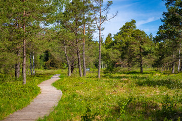 Walking trip through old trees in the bigest natural moor, Wurzacher Ried, South Germany