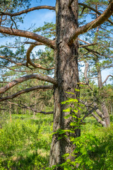 Obraz premium Walking trip through old trees in the bigest natural moor, Wurzacher Ried, South Germany