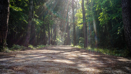 Obraz premium Peaceful forest path illuminated by gentle sun rays filtering through the lush green canopy.
