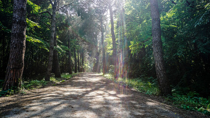 Obraz premium Scenic forest trail bathed in soft sunlight, surrounded by vibrant green foliage.