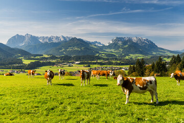 Kühe auf einer Weide, Wilder und Zahmer Kaiser vom Moserberg, Kössen, Kaiserwinkl, Tirol, Österreich © Rainer Mirau