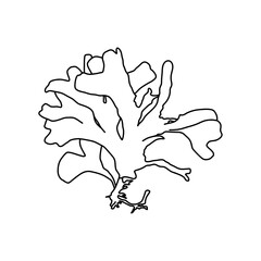 Hand drawn Red seaweed Rhodymenia pseudopalmata algae graphic illustration. Natural drawing