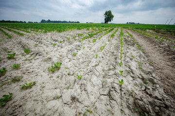 Dried, cracked earth field.  Young green plants struggling in rows.  Likely drought-stressed crops.