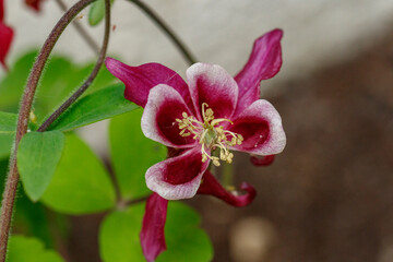 Close-up of a deep burgundy flower with pale pink/white accents.  Green leaves and stems are visible in the background.  Botanical detail.