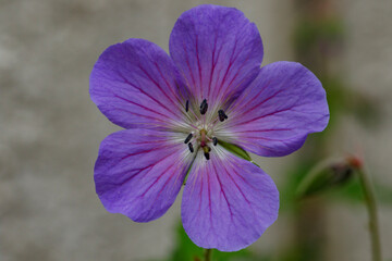 Close-up of a vibrant purple flower, showcasing intricate details of petals and pistil.  Nature's artistry.