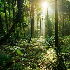 Obraz premium Tropischer Regenwald: Sonnenlicht flutet das Blätterdach