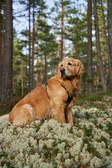 Charming female golden retriever on a forest hike with her owners in Norway, sitting on white moss in the autumn woods, attentively listening to surrounding sounds and noises