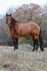 Fototapeta premium Bay Dun Stallion Horse in Pasture
