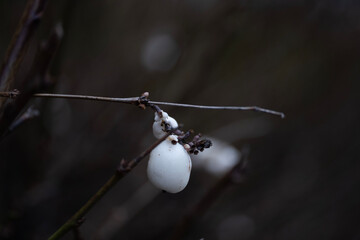 A focused close up of a single white snowberry hanging from a delicate branch against a dark blurred background