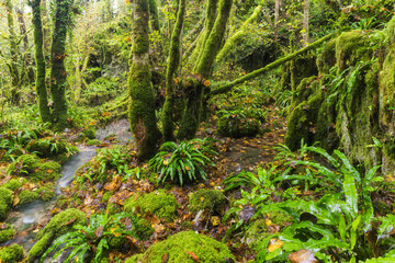 Wald nahe der Cuisance Quelle, Les Planches-pr&eacute;s-Arbois, Jura, Frankreich