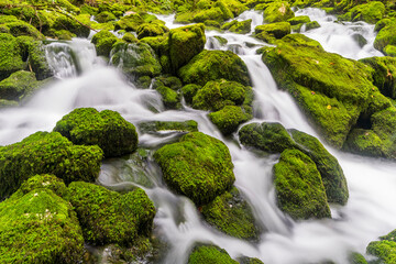 moosbedeckte Steine, Zufluss der Orbe, Vallorbe, Waadt, Schweiz