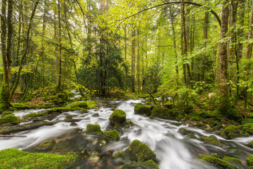 Zufluss der Orbe, Vallorbe, Waadt, Schweiz